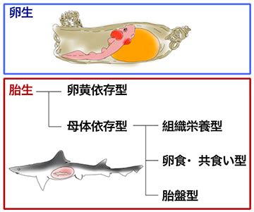 胎生魚種類